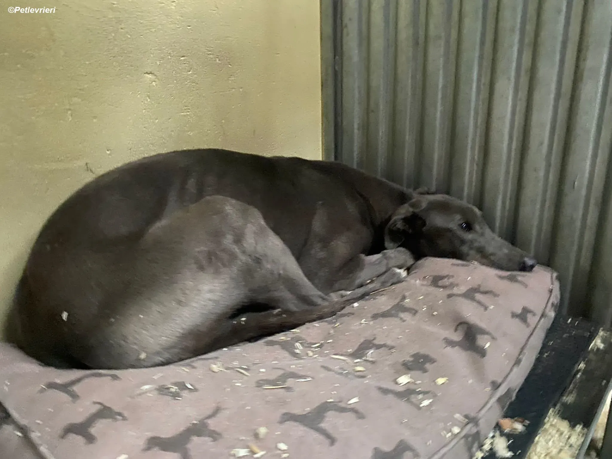 Sky adozione levrieri greyhound 4