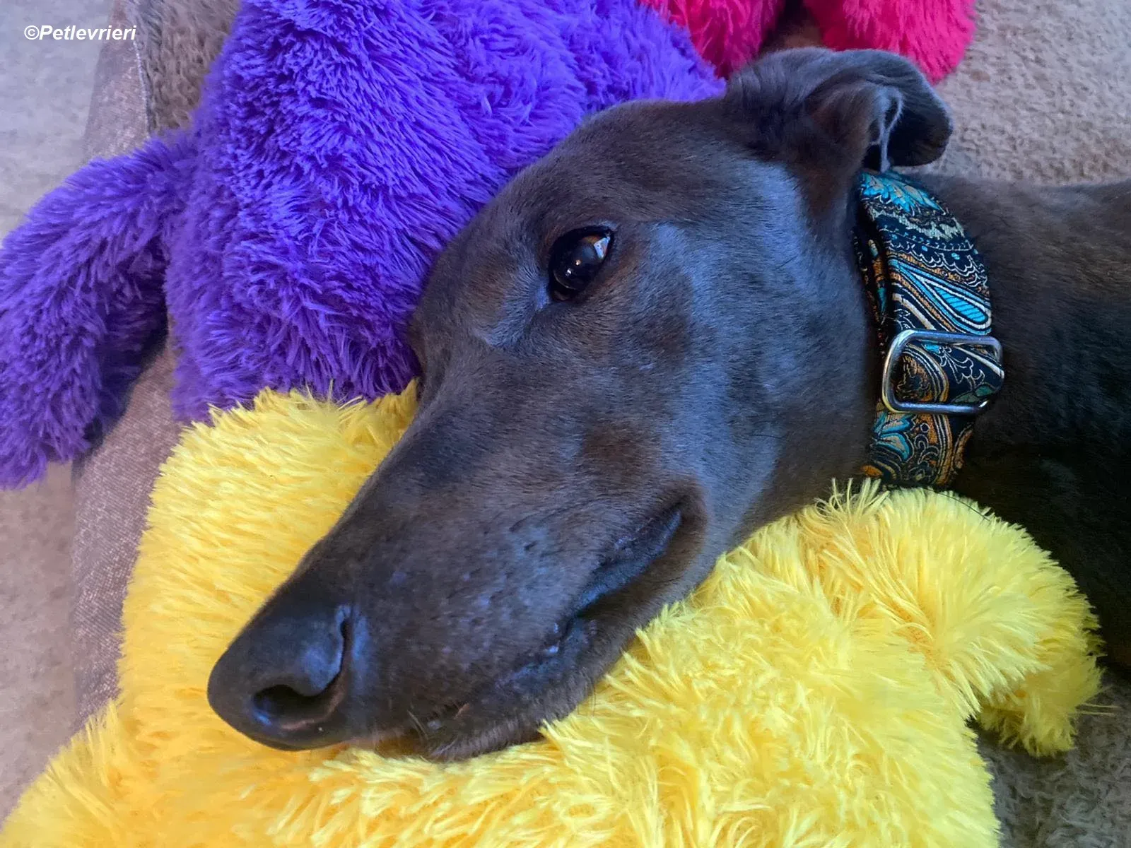 Sky adozione levrieri greyhound 5