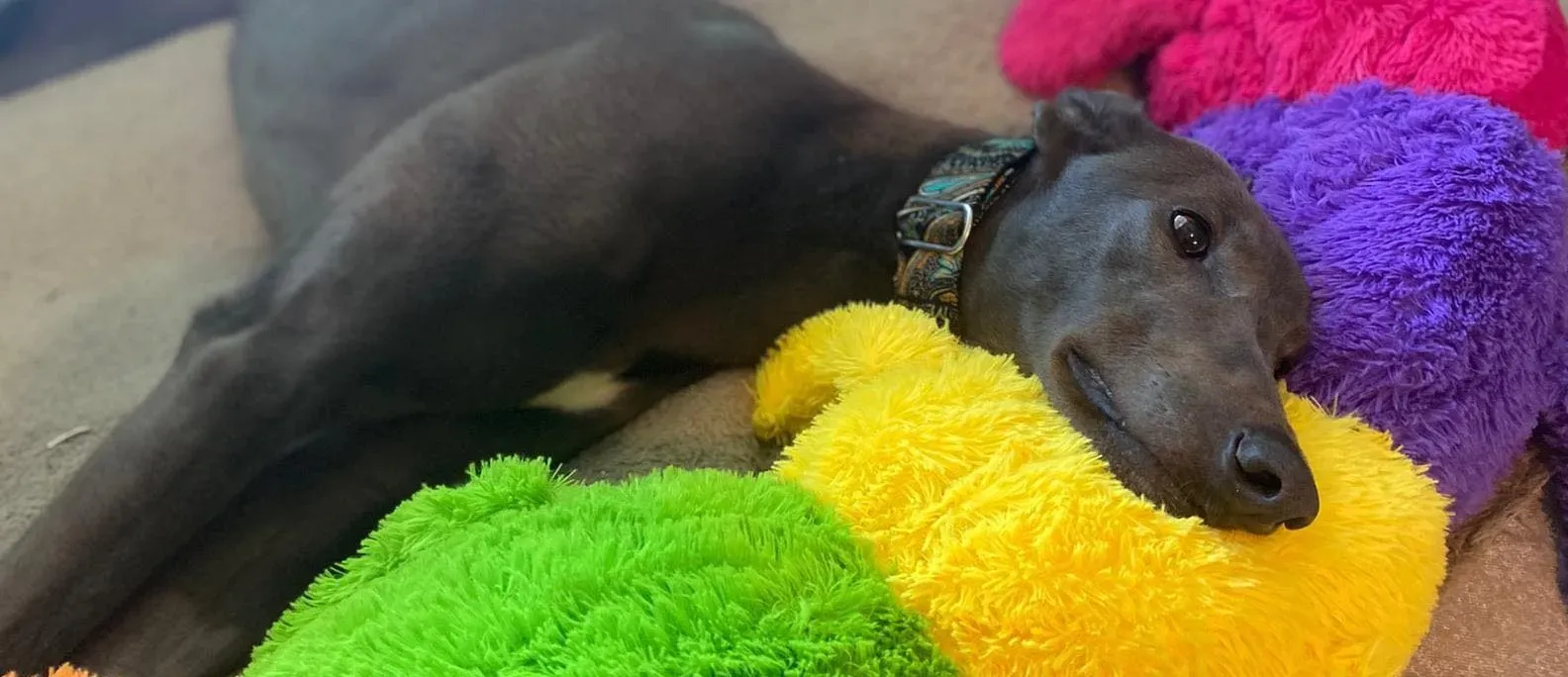 Sky adozione levrieri greyhound 7 e1668008705927