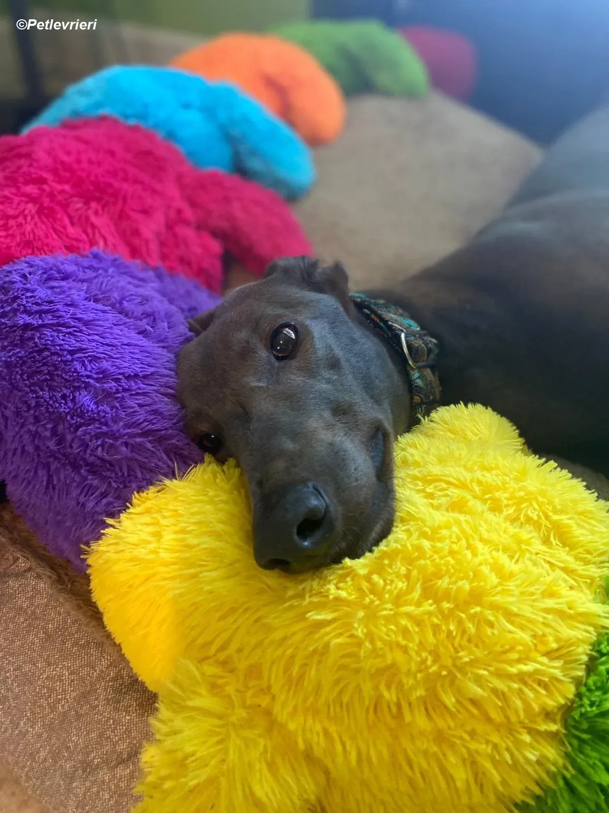 Sky adozione levrieri greyhound 6