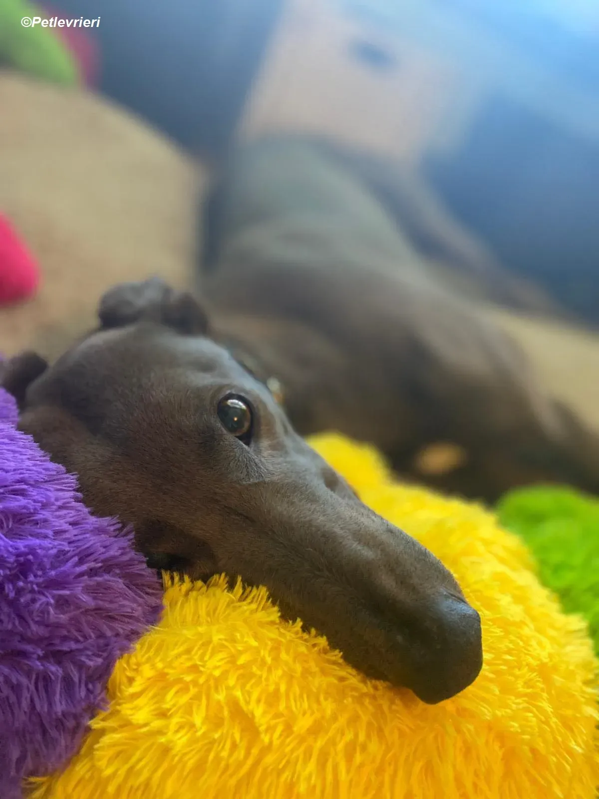 Sky adozione levrieri greyhound 8