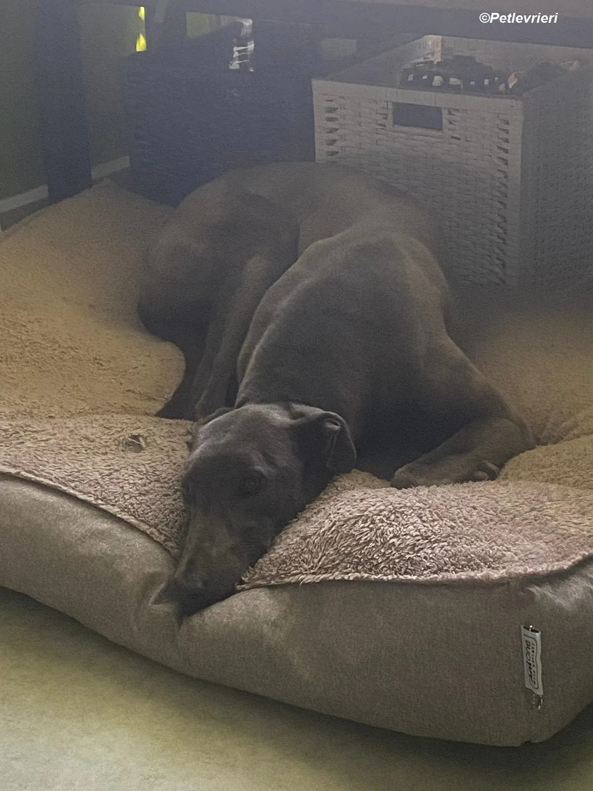 Sky adozione levrieri greyhound 9