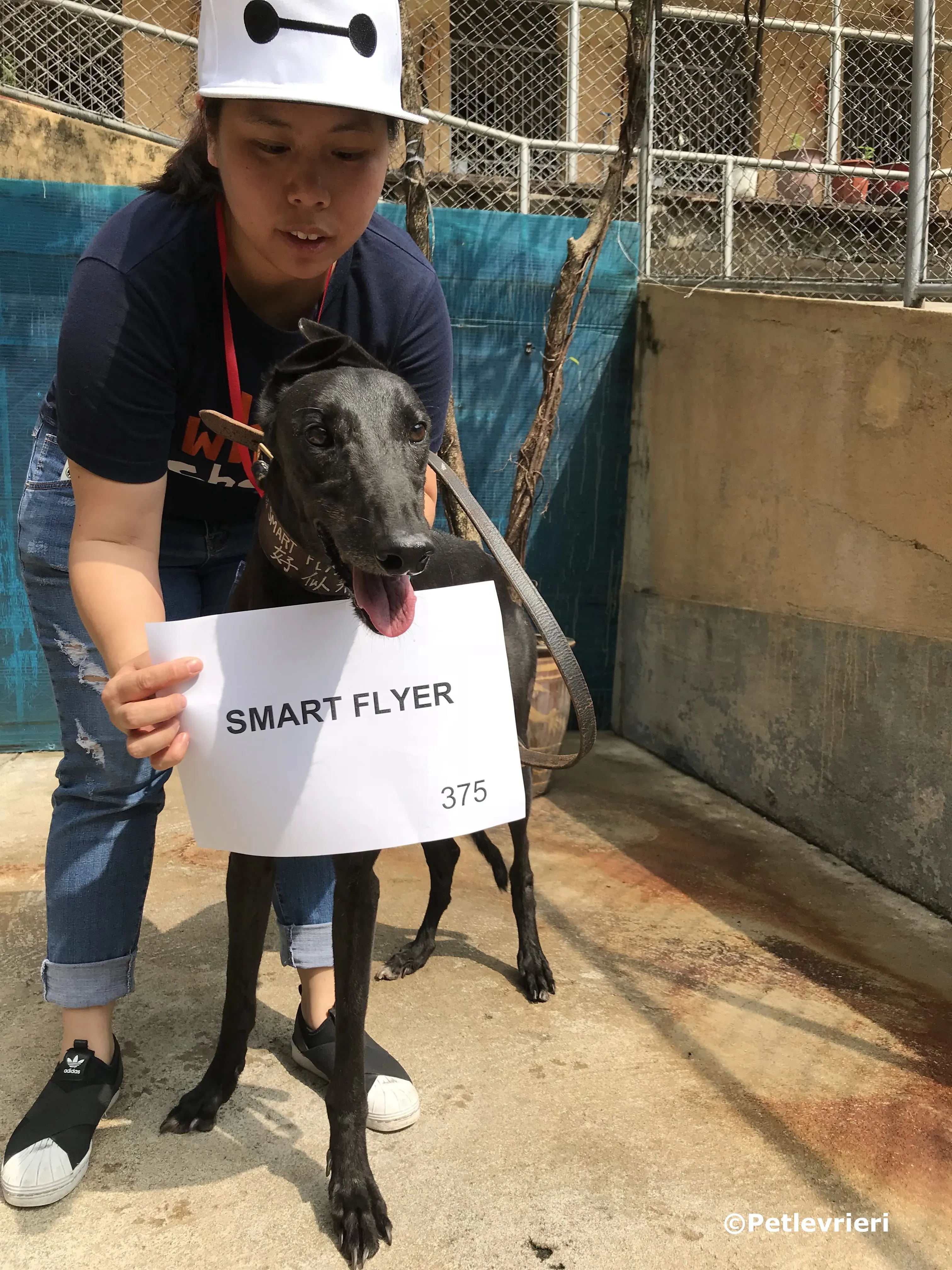 Smart Flyer adozione greyhound macao 1