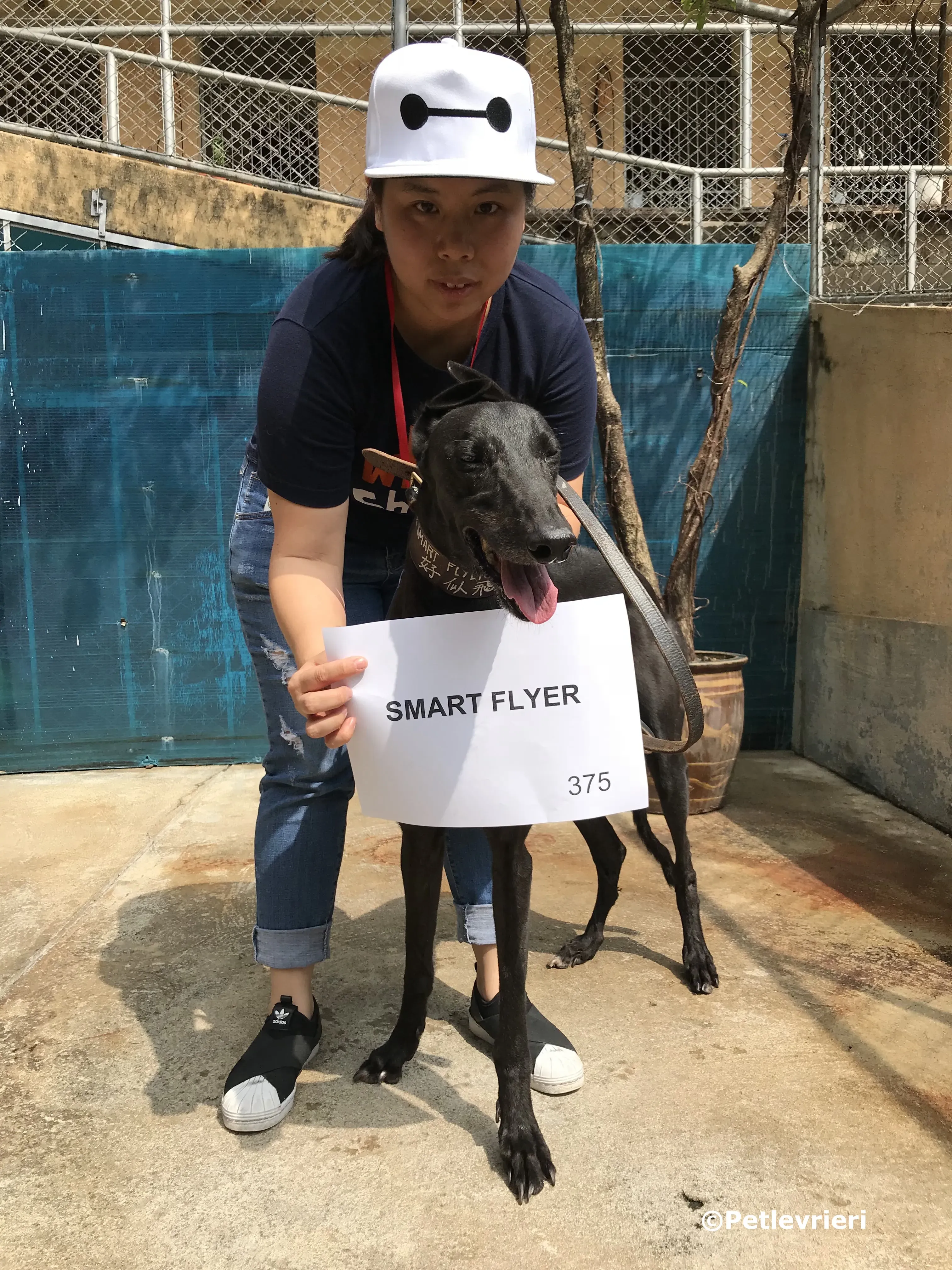 Smart Flyer adozione greyhound macao 2