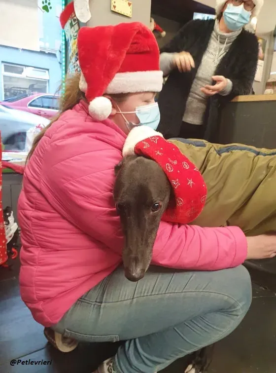 Smiler greyhound blackdog adozionelevrieri pet 1