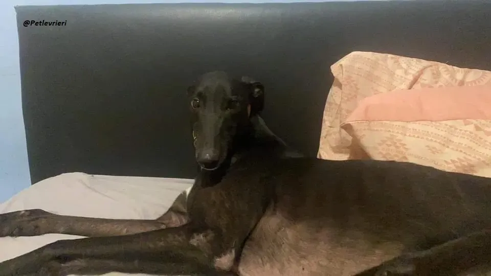 Smiler greyhound blackdog adozionelevrieri pet 10