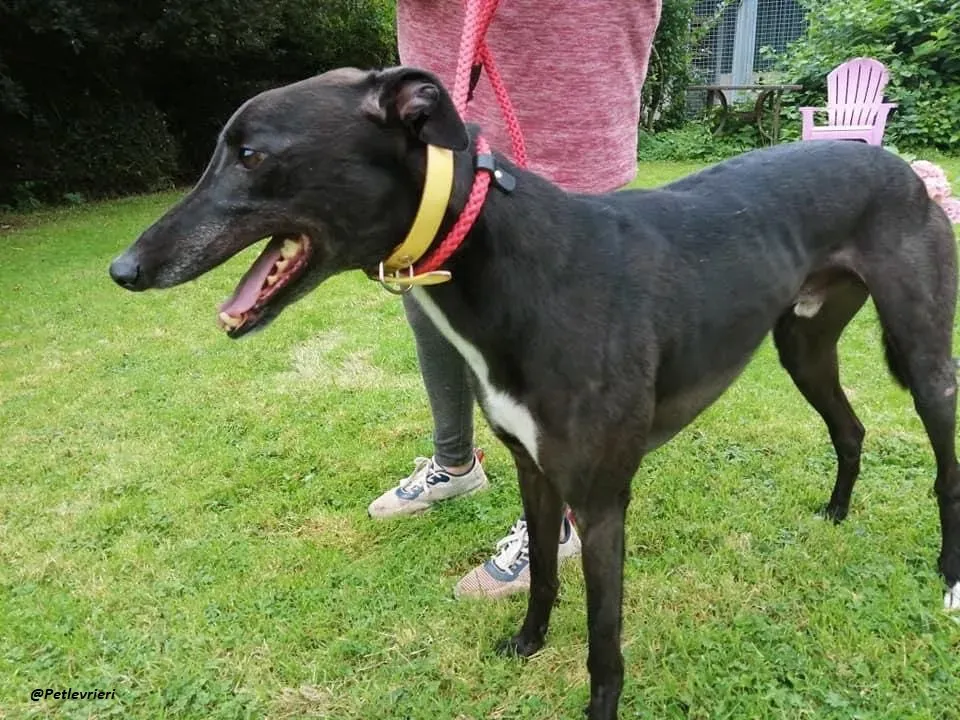 Smiler greyhound blackdog adozionelevrieri pet 11