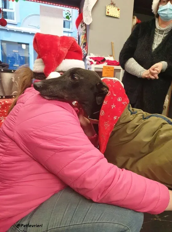 Smiler greyhound blackdog adozionelevrieri pet 12