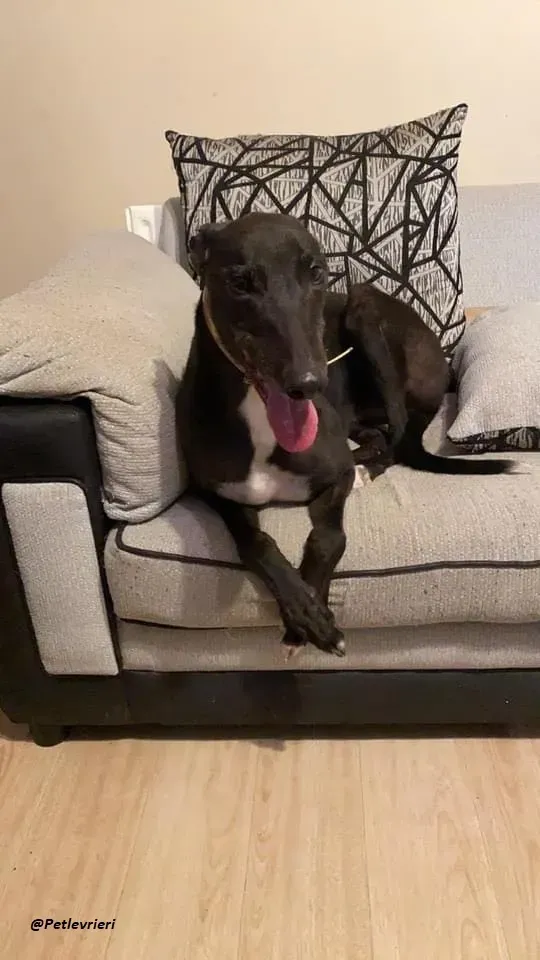 Smiler greyhound blackdog adozionelevrieri pet 13