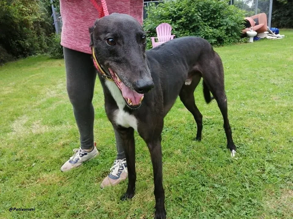 Smiler greyhound blackdog adozionelevrieri pet 14