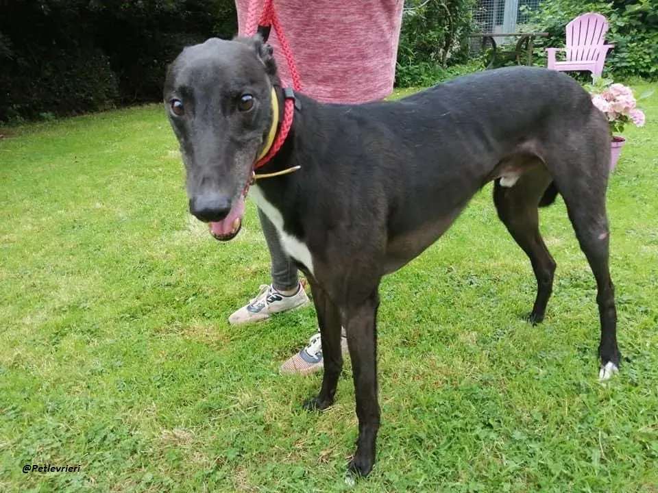 Smiler greyhound blackdog adozionelevrieri pet 15