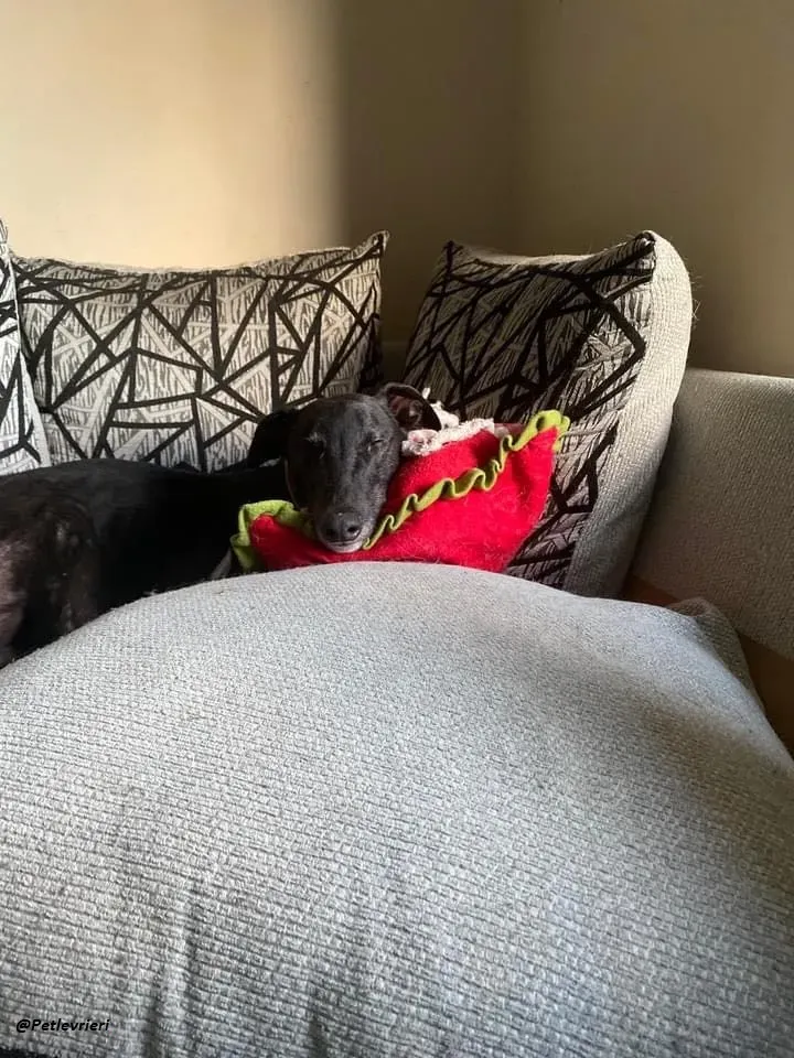 Smiler greyhound blackdog adozionelevrieri pet 16