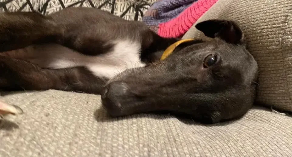 Smiler greyhound blackdog adozionelevrieri pet 17 e1639039794179