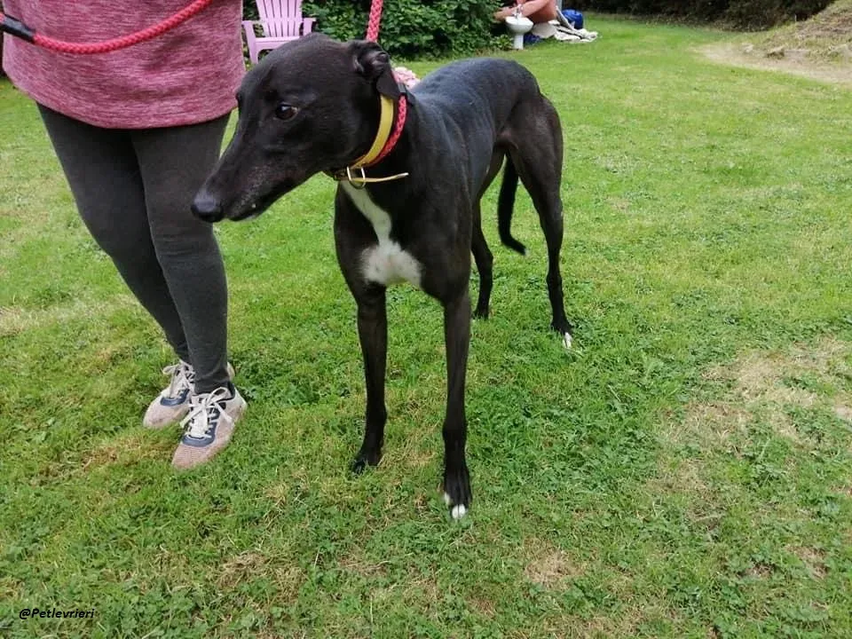 Smiler greyhound blackdog adozionelevrieri pet 18
