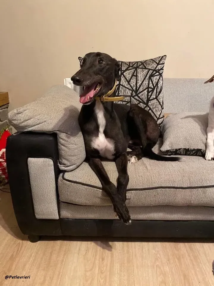 Smiler greyhound blackdog adozionelevrieri pet 19