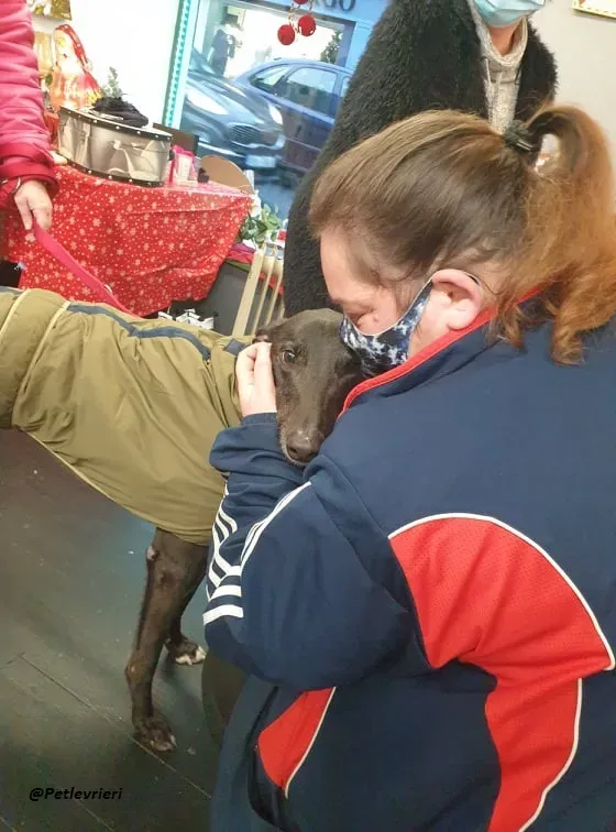 Smiler greyhound blackdog adozionelevrieri pet 2