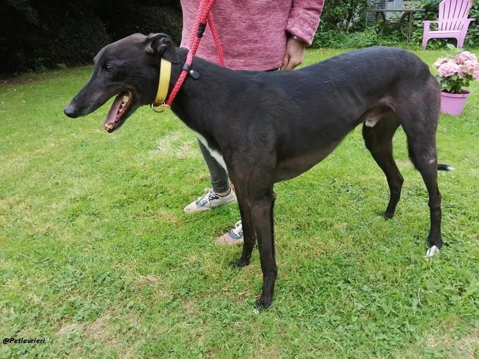 Smiler greyhound blackdog adozionelevrieri pet 20