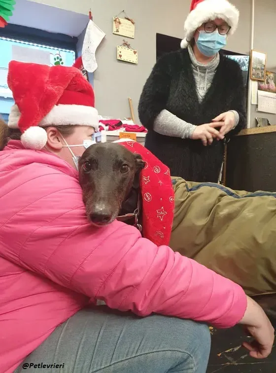 Smiler greyhound blackdog adozionelevrieri pet 3