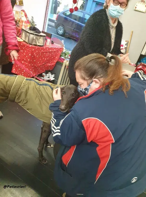 Smiler greyhound blackdog adozionelevrieri pet 4