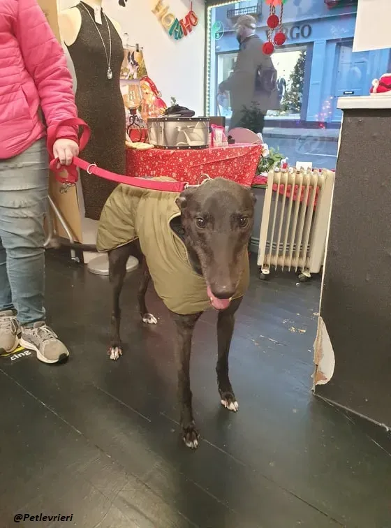 Smiler greyhound blackdog adozionelevrieri pet 5