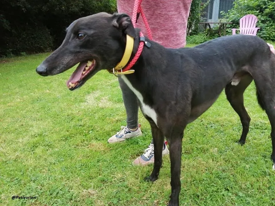 Smiler greyhound blackdog adozionelevrieri pet 6