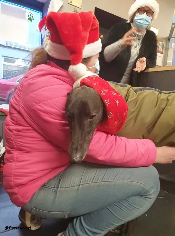 Smiler greyhound blackdog adozionelevrieri pet 7