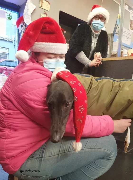 Smiler greyhound blackdog adozionelevrieri pet 8