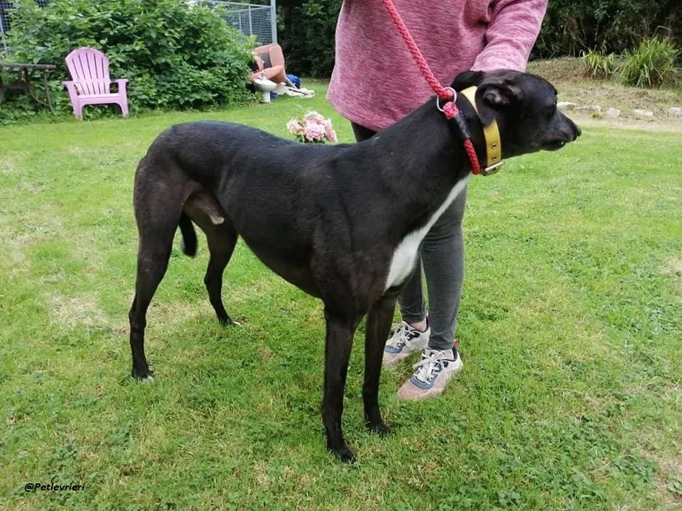 Smiler greyhound blackdog adozionelevrieri pet 9