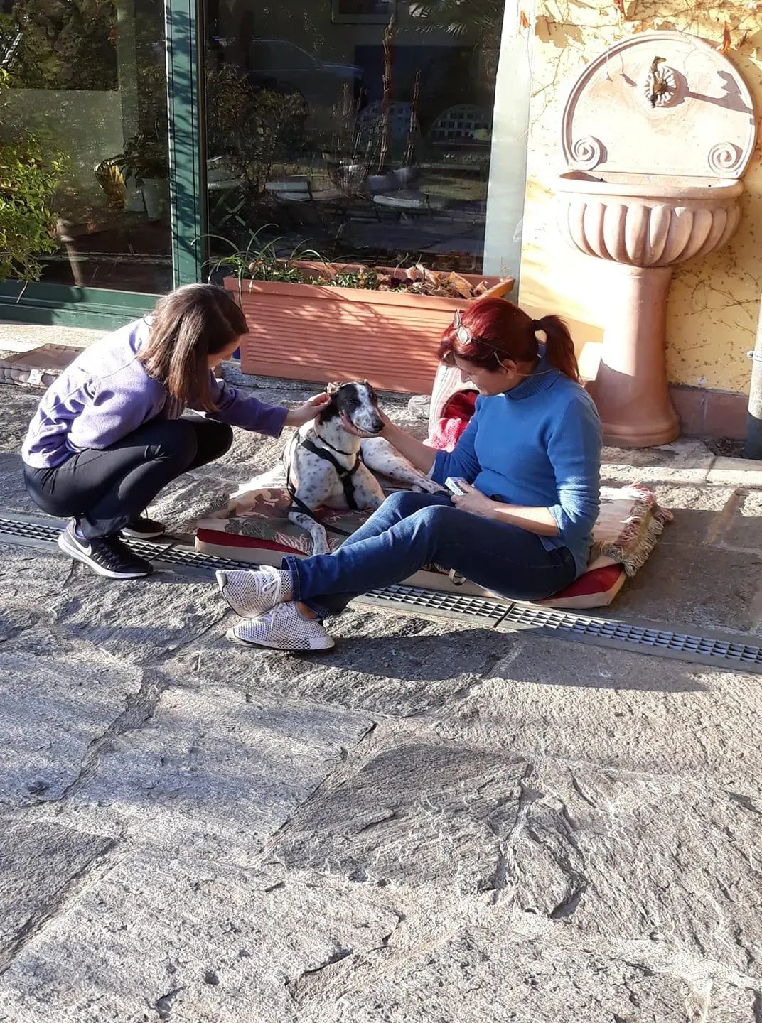 Smoke Rumble Greyhound Adozione levrieri Macau Foster 1