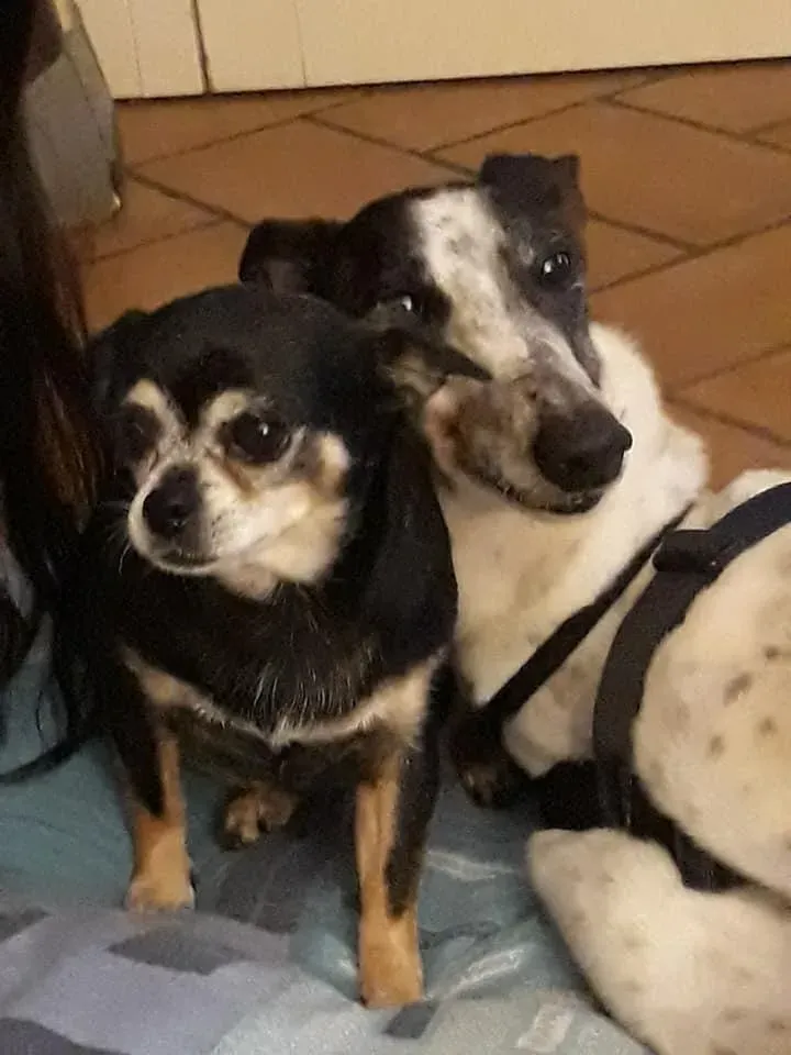 Smoke Rumble Greyhound Adozione levrieri Macau Foster 2