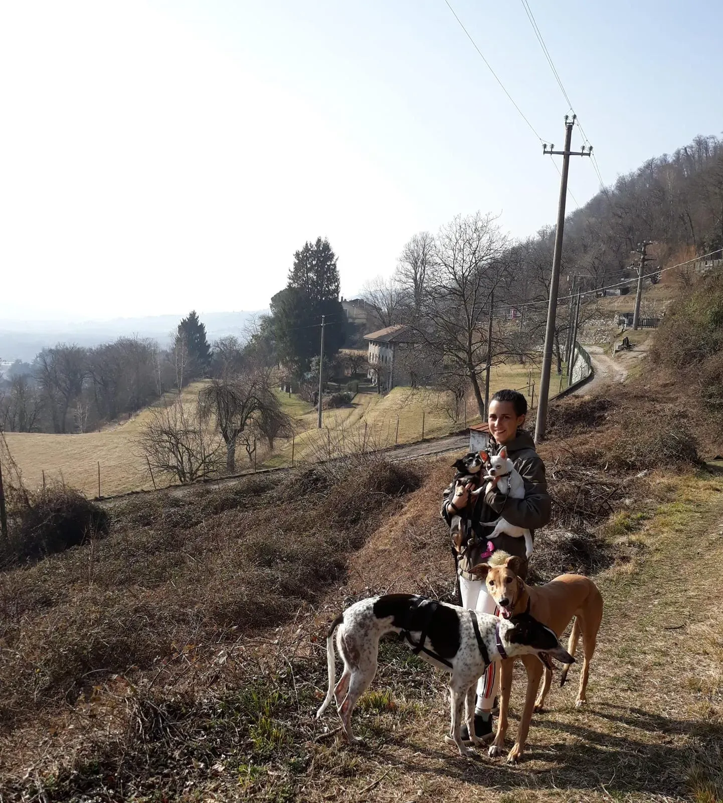 Smoke Rumble Greyhound Adozione levrieri Macau Foster 3