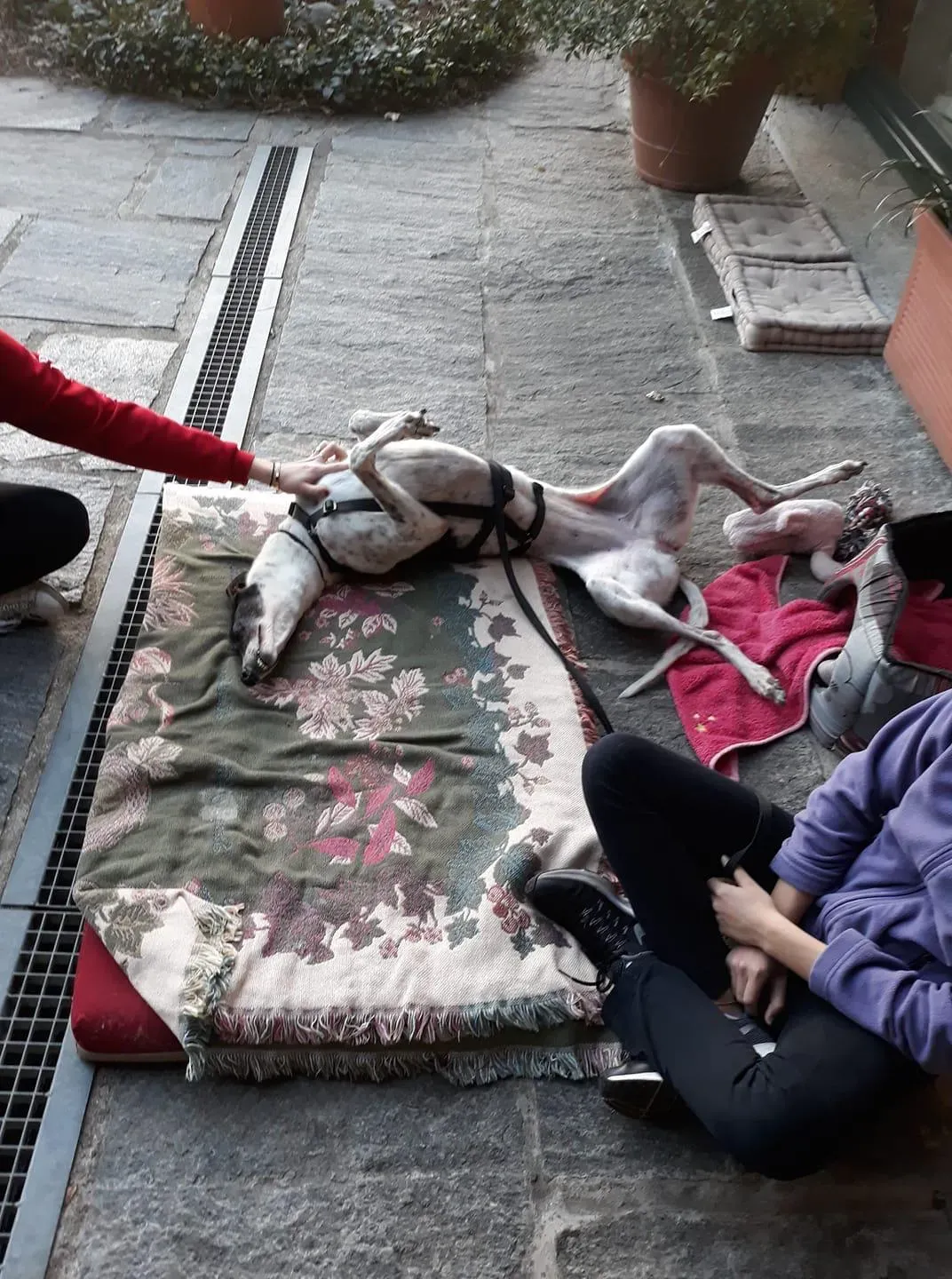 Smoke Rumble Greyhound Adozione levrieri Macau Foster 4