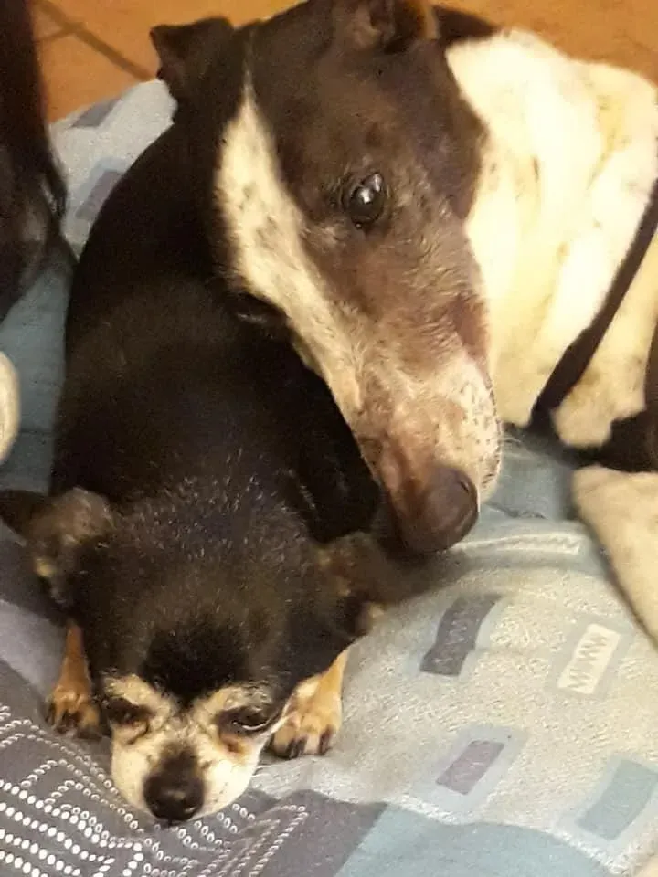 Smoke Rumble Greyhound Adozione levrieri Macau Foster 5