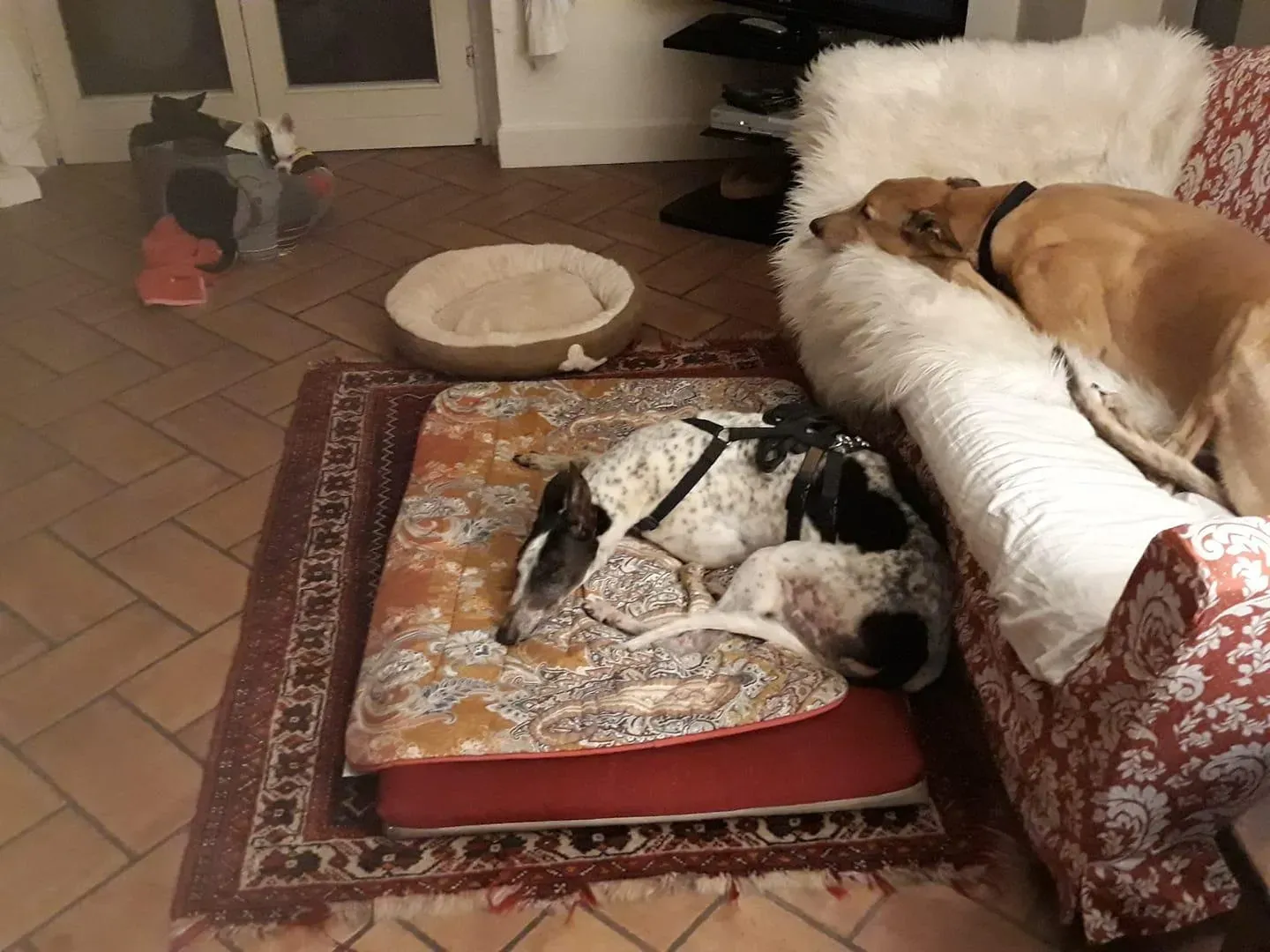 Smoke Rumble Greyhound Adozione levrieri Macau Foster 6