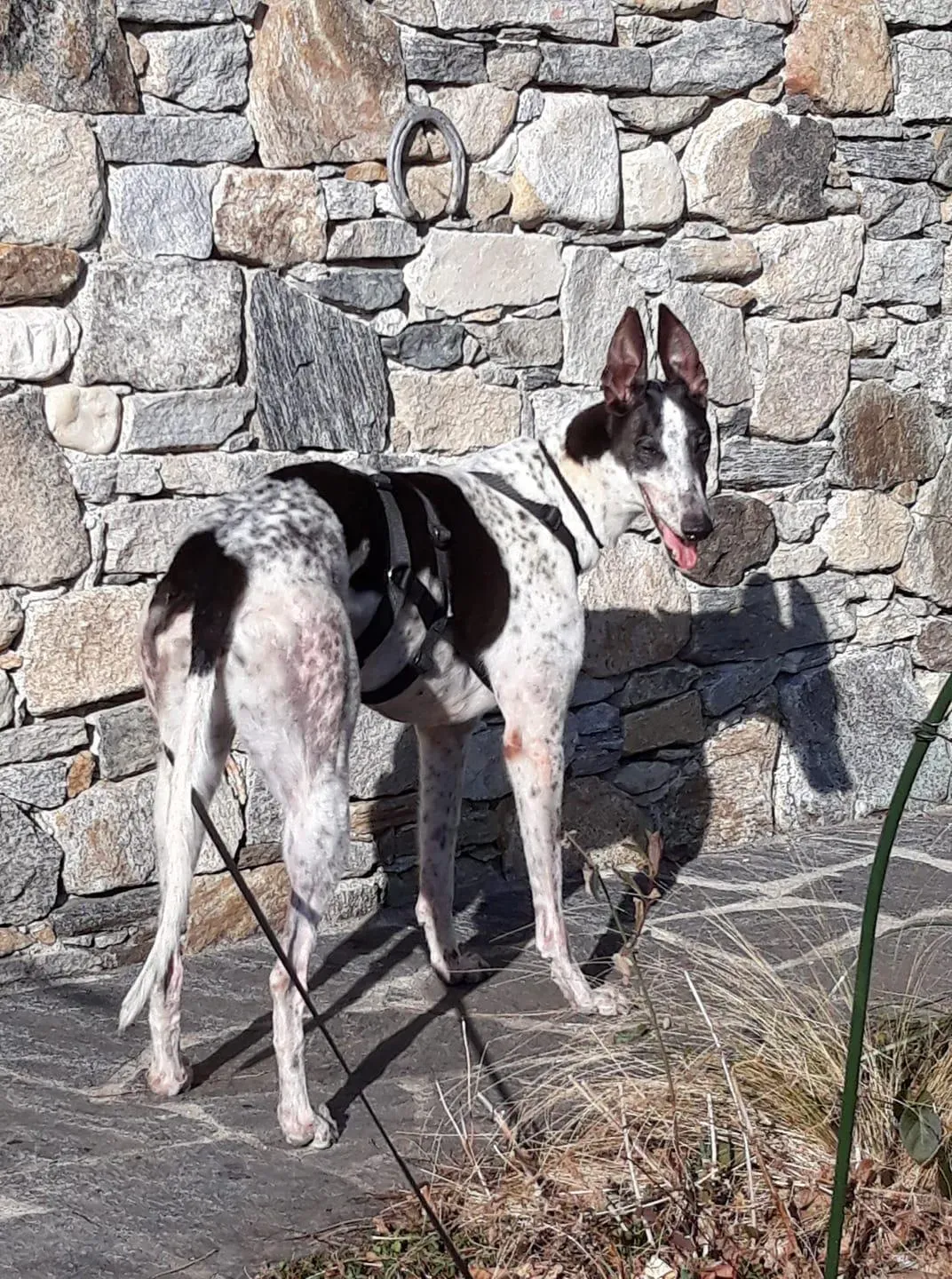 Smoke Rumble Greyhound Adozione levrieri Macau Foster 7