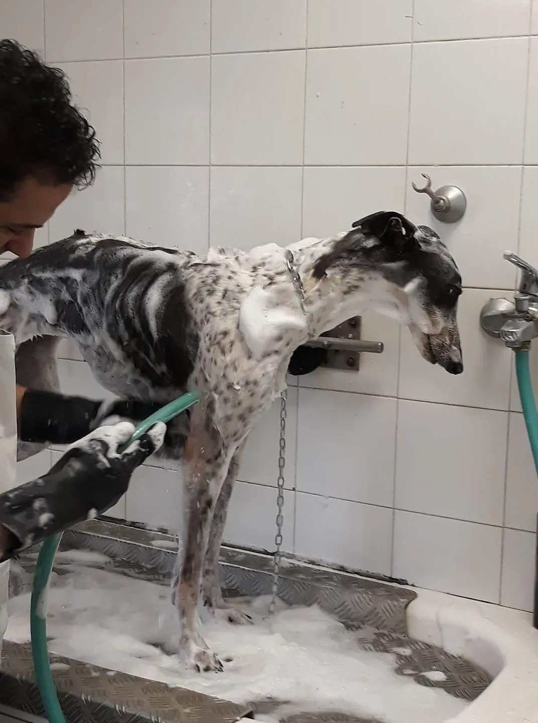 Smoke Rumble Greyhound Adozione levrieri Macau Foster 8