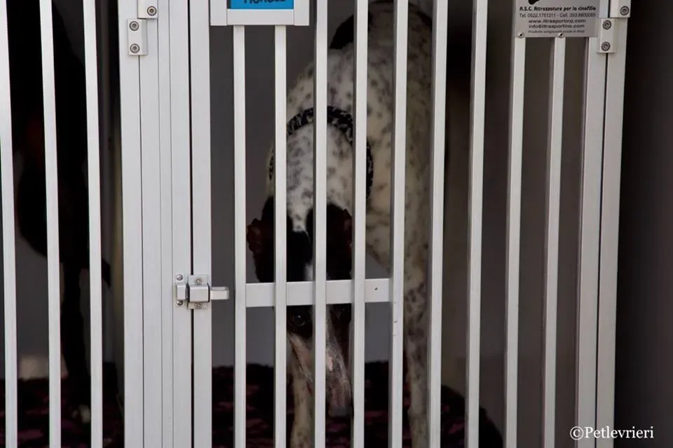 Smoke Rumble Gryhound Macau arrivo in Italy 0