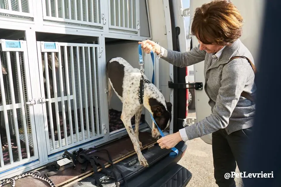 Smoke Rumble Gryhound Macau arrivo in Italy 1