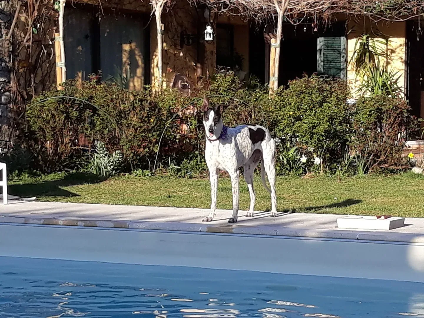 Smoke Rumble Gryhound Macau arrivo in Italy 10