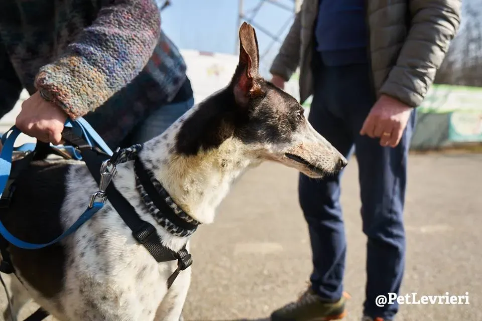 Smoke Rumble Gryhound Macau arrivo in Italy 2