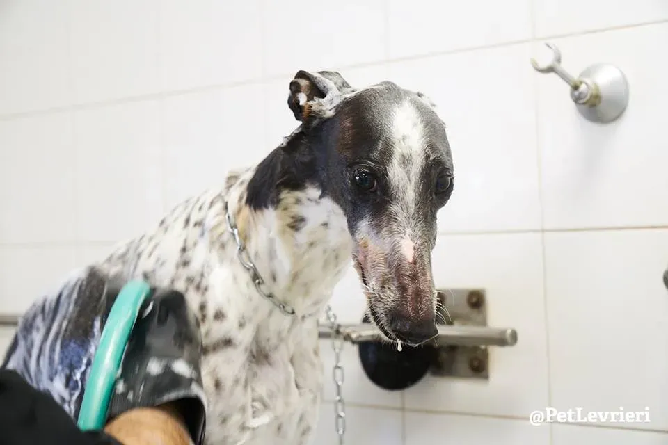 Smoke Rumble Gryhound Macau arrivo in Italy 6