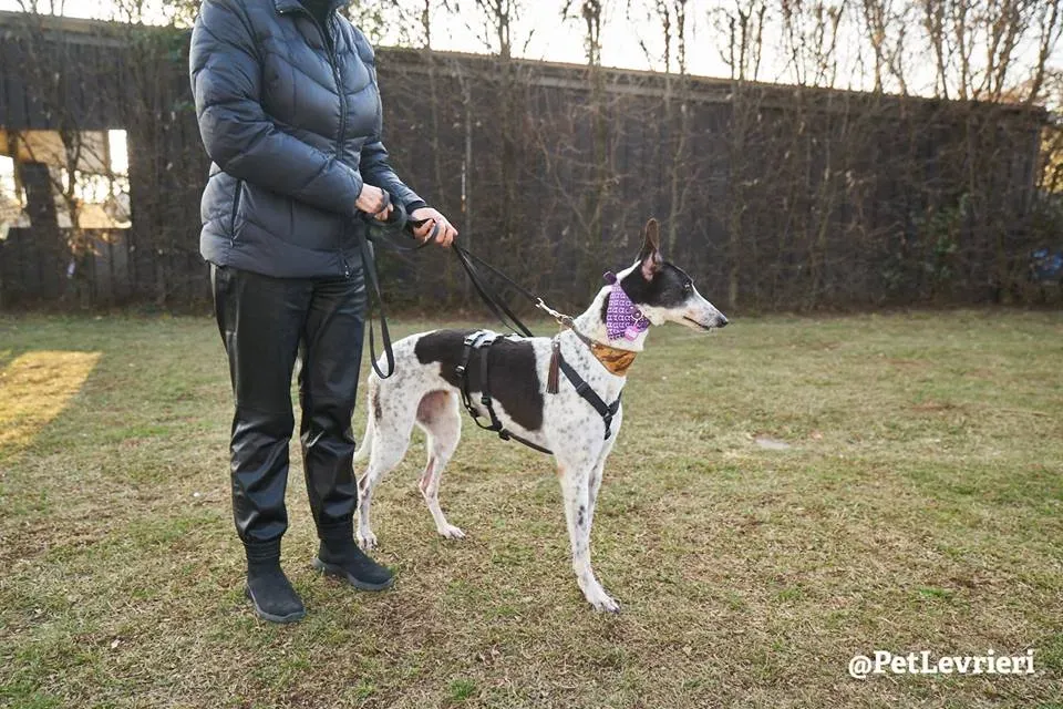 Smoke Rumble Gryhound Macau arrivo in Italy 7