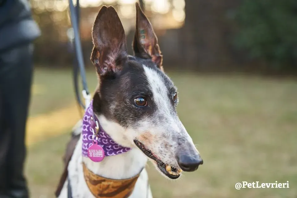 Smoke Rumble Gryhound Macau arrivo in Italy 8