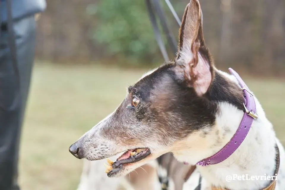 Smoke Rumble Gryhound Macau arrivo in Italy 9