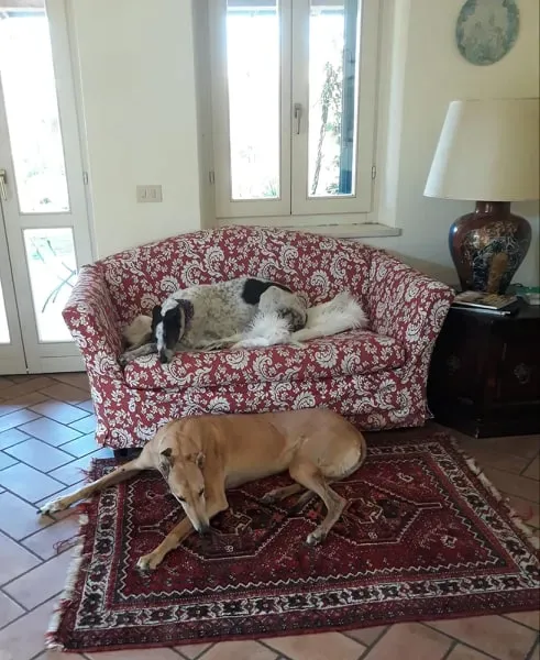 Smoke Rumble adozione greyhound macao 1.