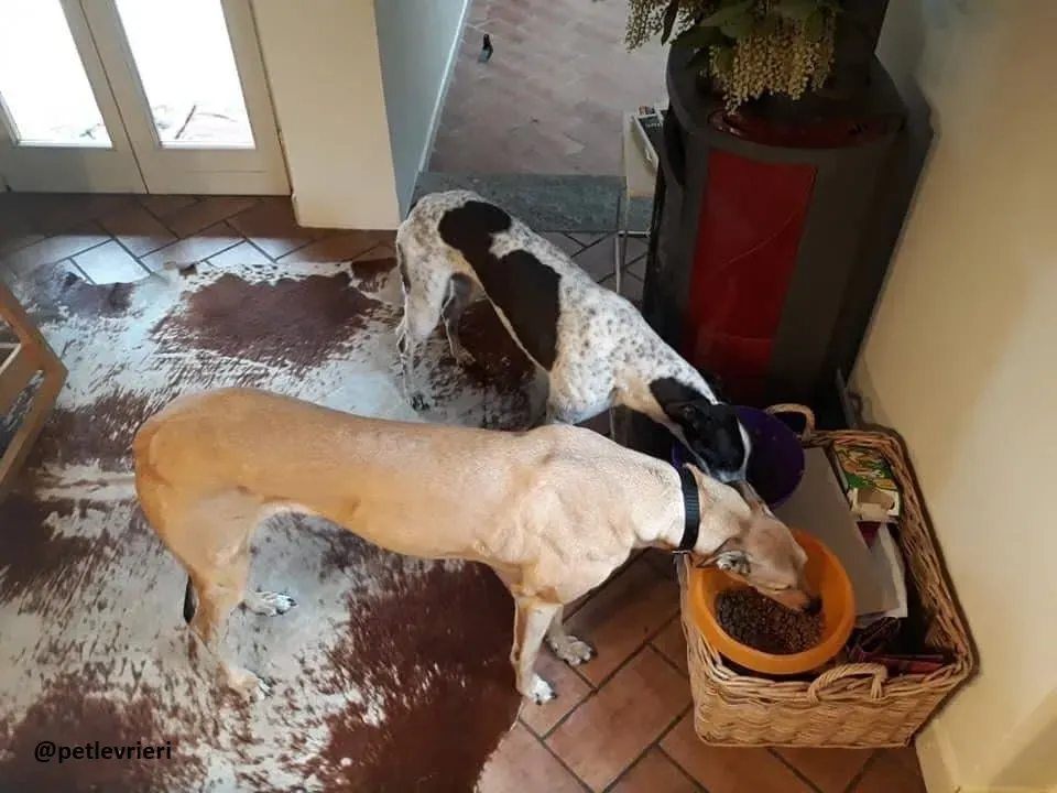 Smoke Rumble adozione greyhound macao