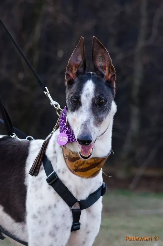 SmokeRumble adozione greyhound macao 1