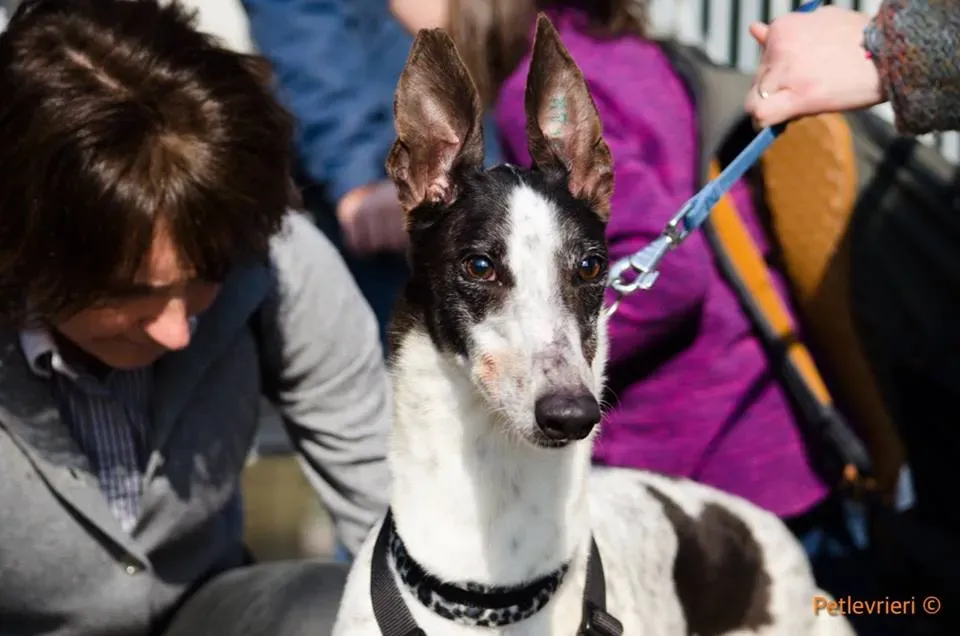 SmokeRumble adozione greyhound macao 10