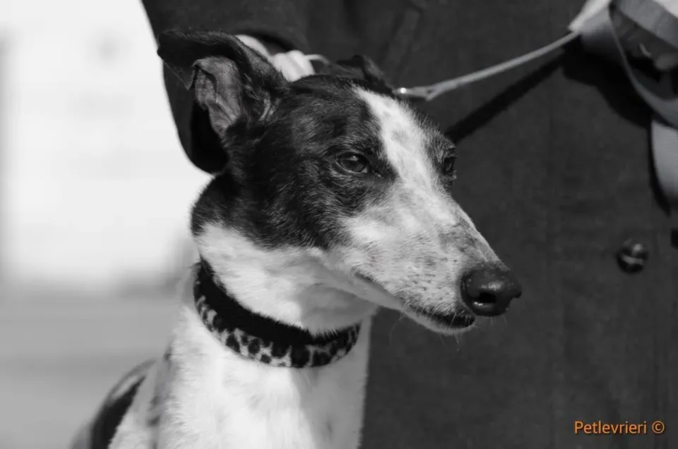 SmokeRumble adozione greyhound macao 11