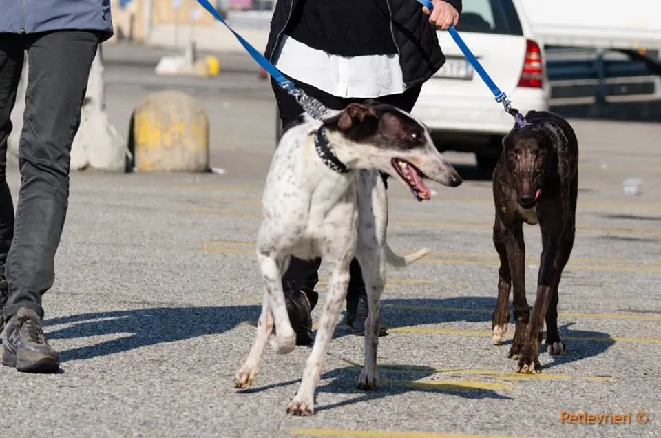 SmokeRumble adozione greyhound macao 12